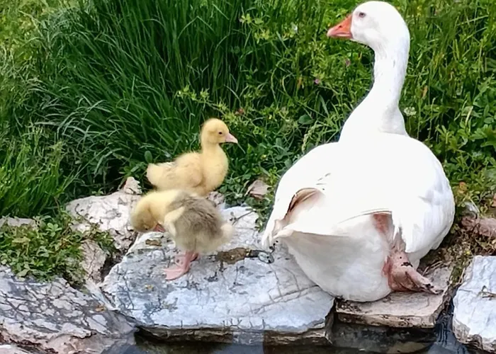 Campagna In Compagnia *