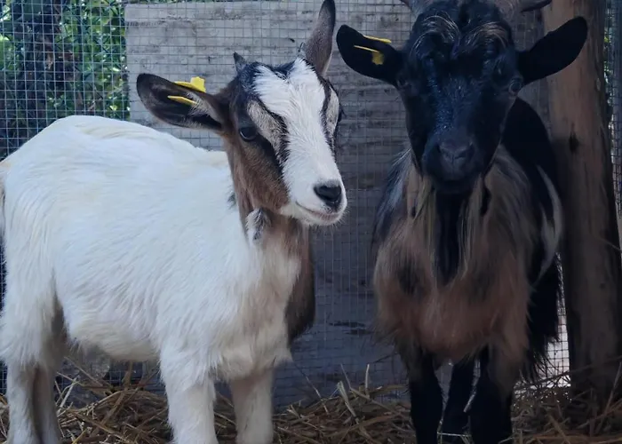 Casa de Férias Campagna In Compagnia *
